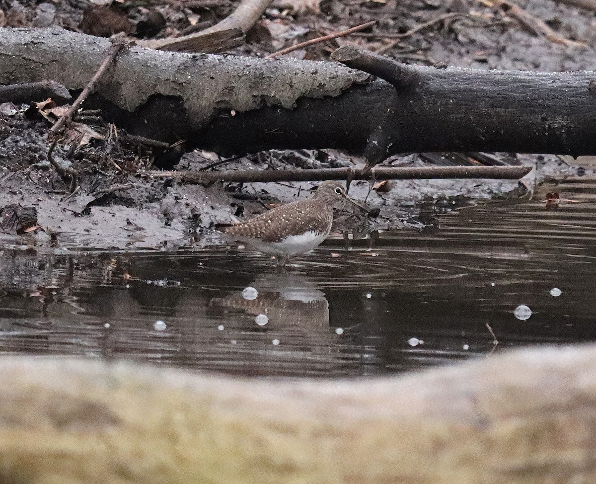 Green Sandpiper - ML627166065