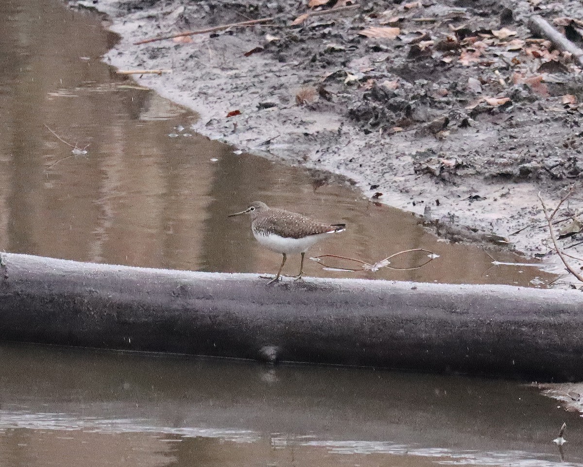 Green Sandpiper - ML627166066