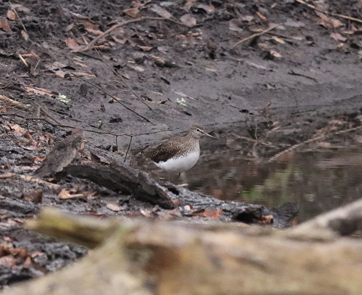 Green Sandpiper - ML627166067