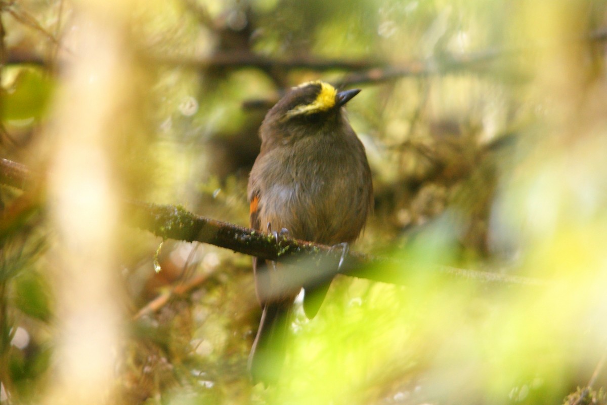 Crowned Chat-Tyrant - ML627166289