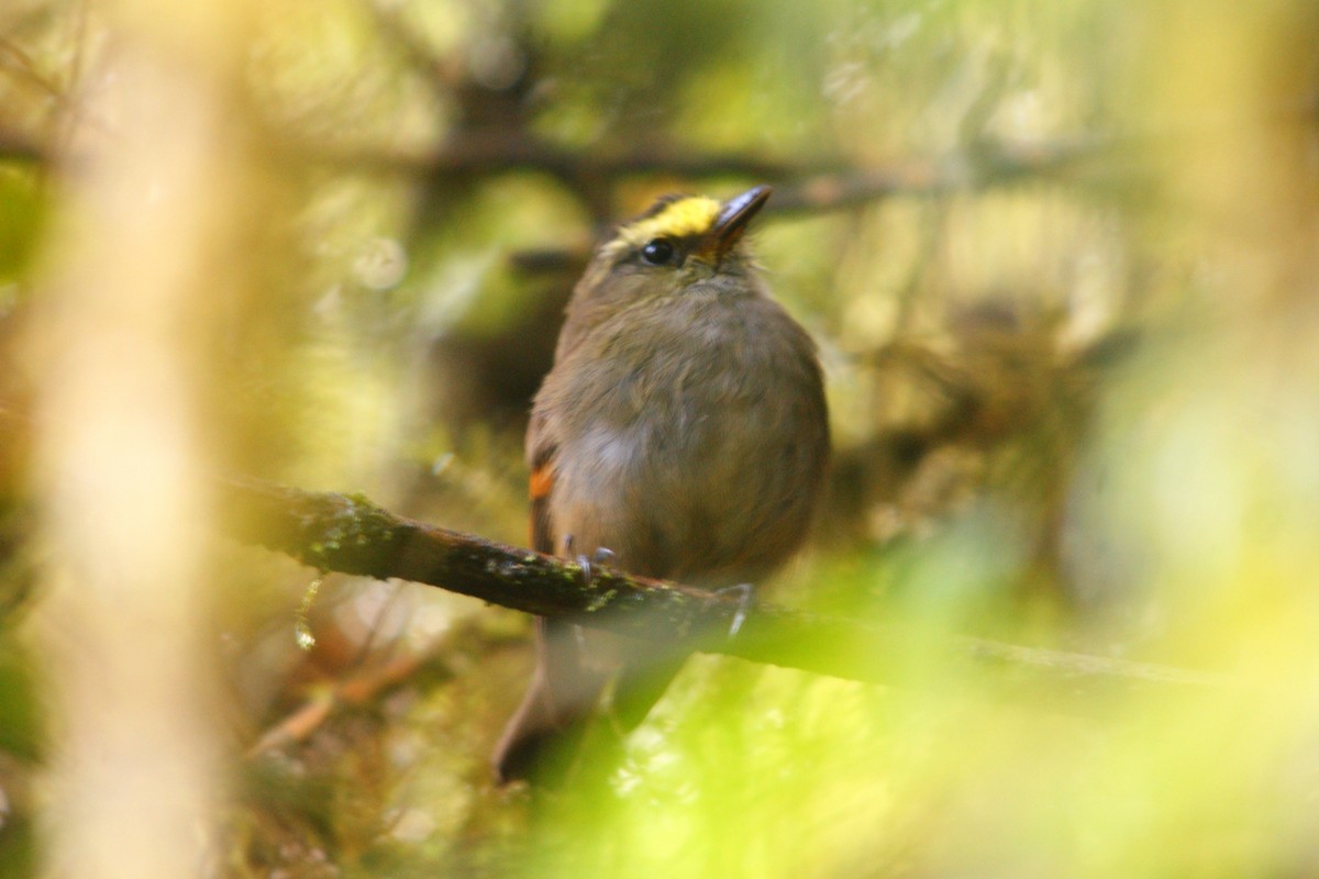 Crowned Chat-Tyrant - ML627166290