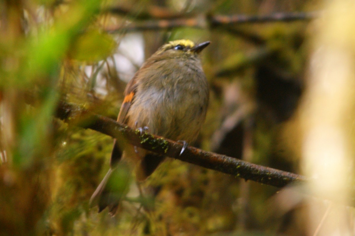 Crowned Chat-Tyrant - ML627166291