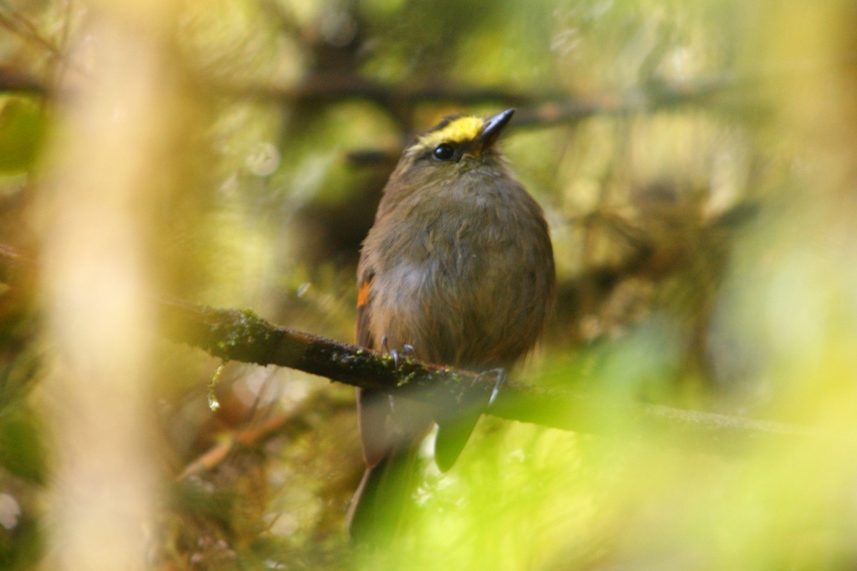 Crowned Chat-Tyrant - ML627166292