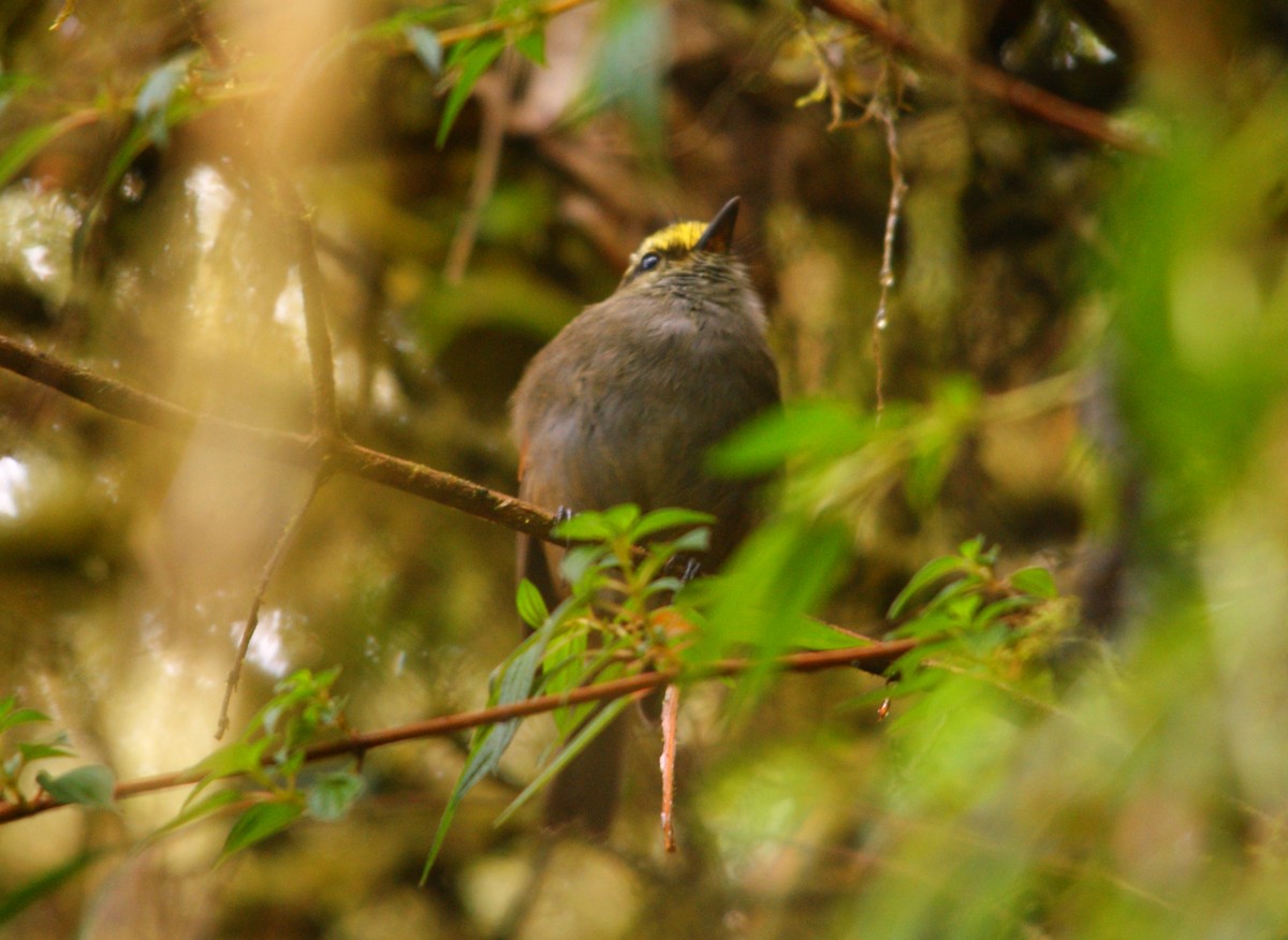 Crowned Chat-Tyrant - ML627166293