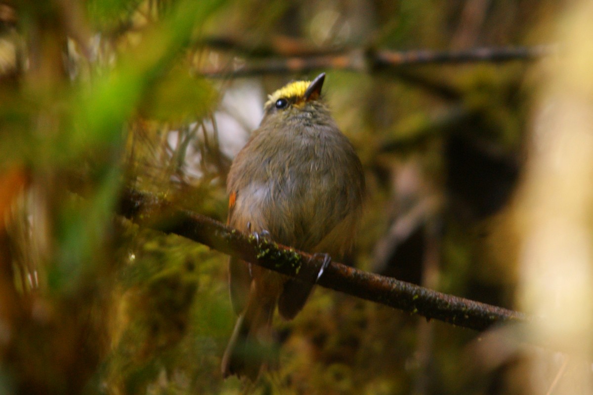 Crowned Chat-Tyrant - ML627166294