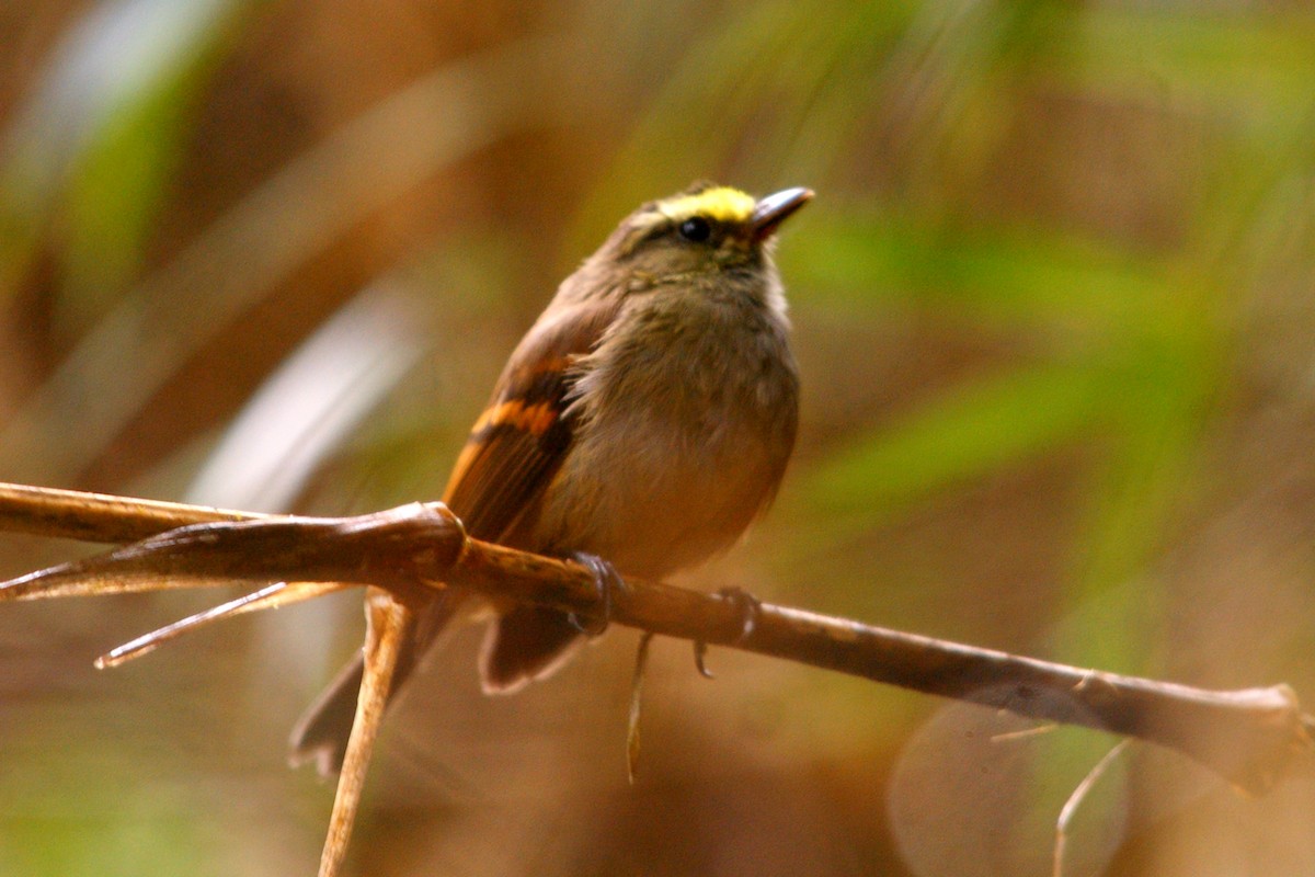 Crowned Chat-Tyrant - ML627166302