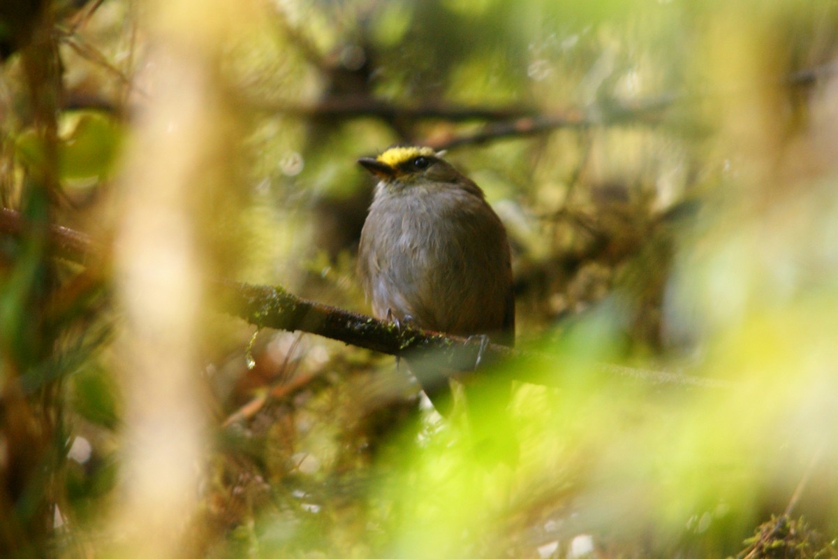 Crowned Chat-Tyrant - ML627166303