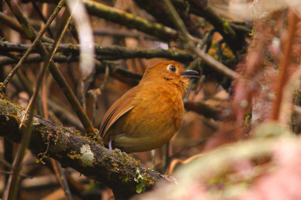 Panao Antpitta - ML627166388
