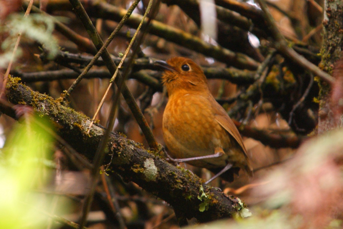 Panao Antpitta - ML627166389