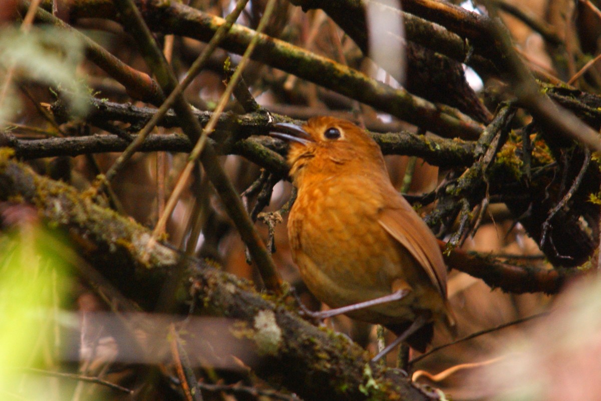 Panao Antpitta - ML627166391