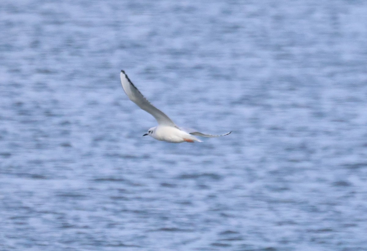 Bonaparte's Gull - ML627166448