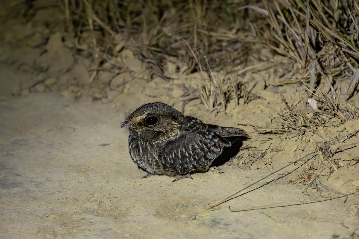 Sickle-winged Nightjar - ML627166674