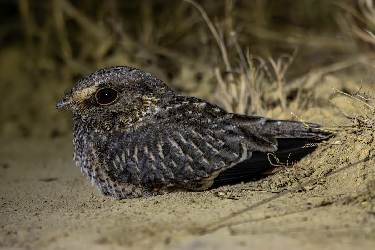 Sickle-winged Nightjar - ML627166676