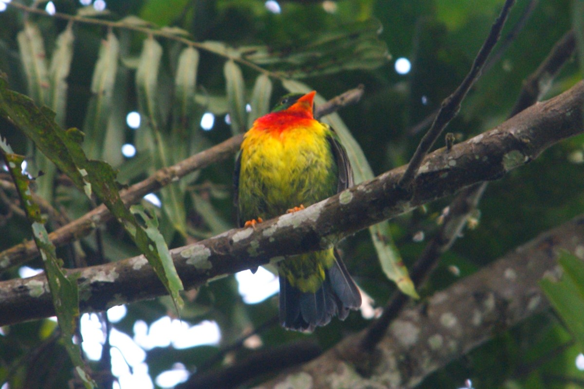 Scarlet-breasted Fruiteater - ML627166714