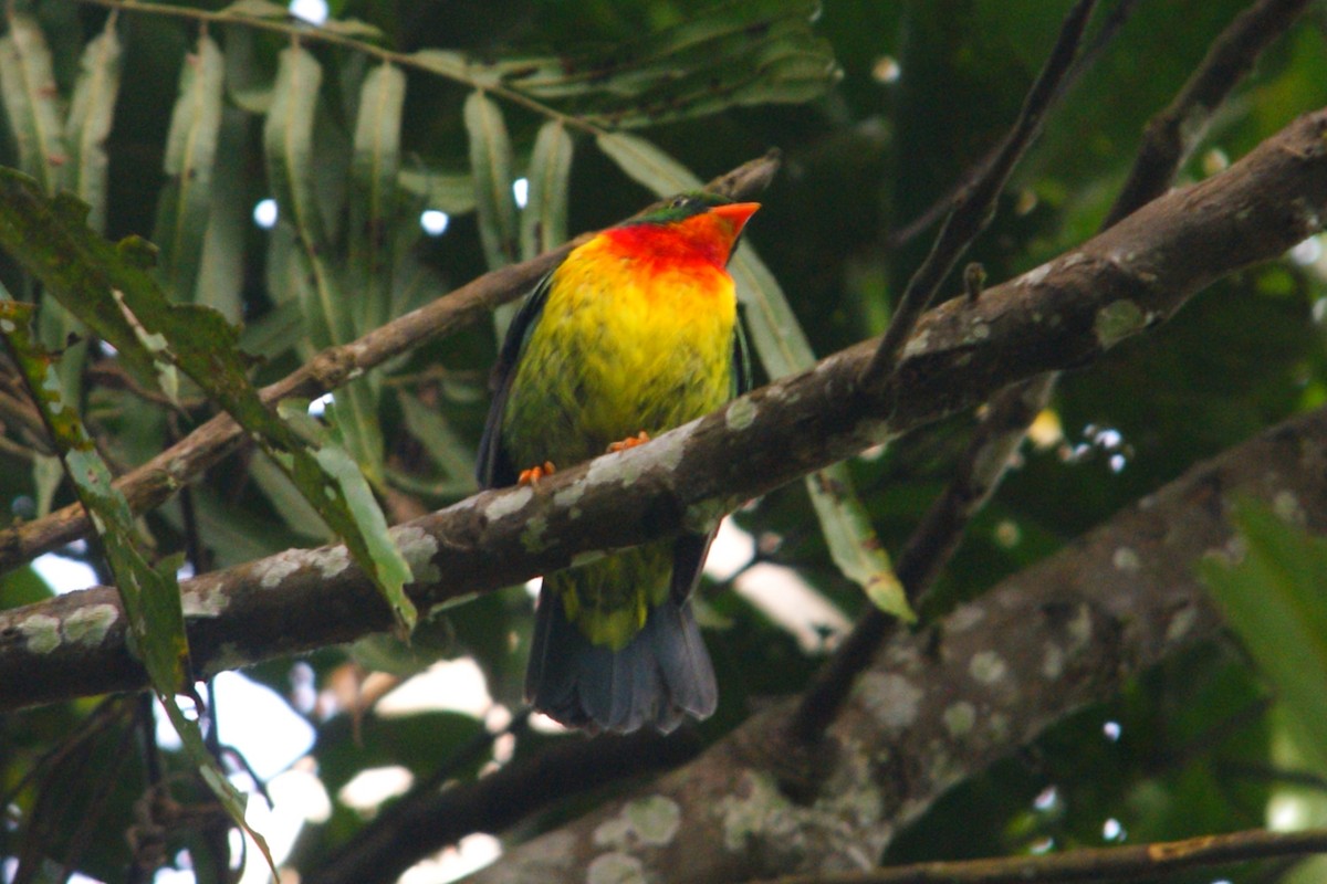 Scarlet-breasted Fruiteater - ML627166715