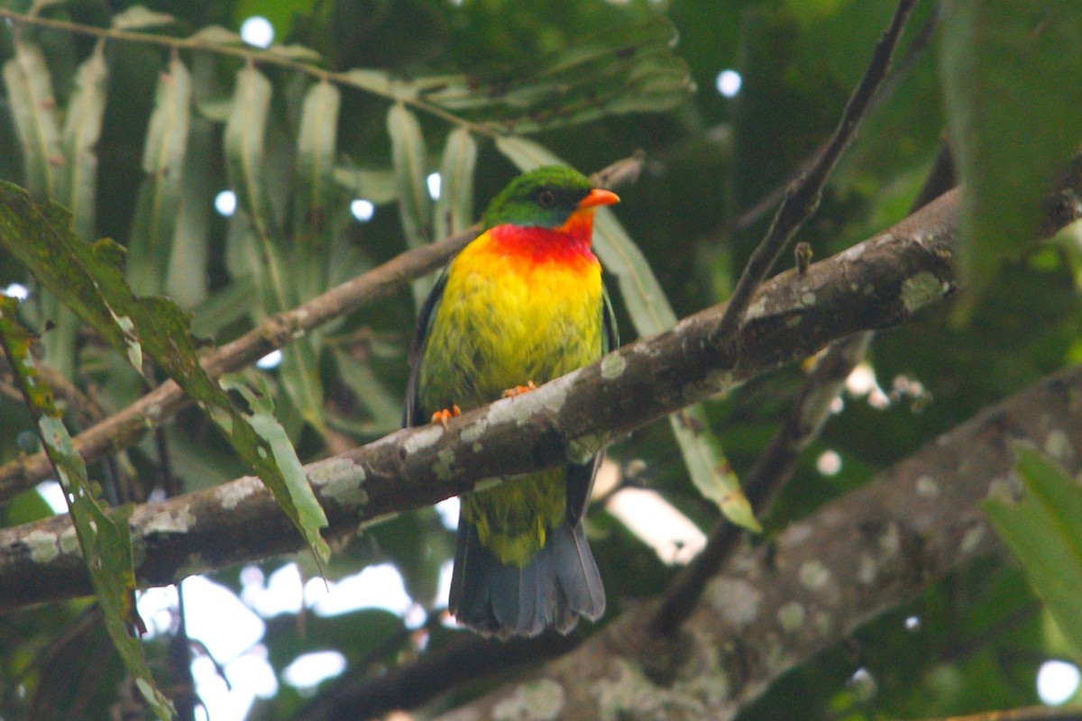 Scarlet-breasted Fruiteater - ML627166716