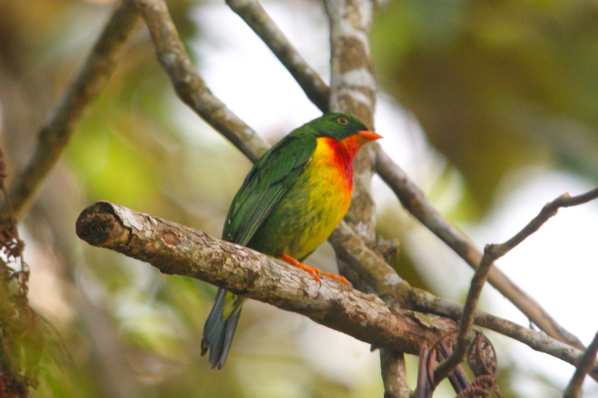 Scarlet-breasted Fruiteater - ML627166717