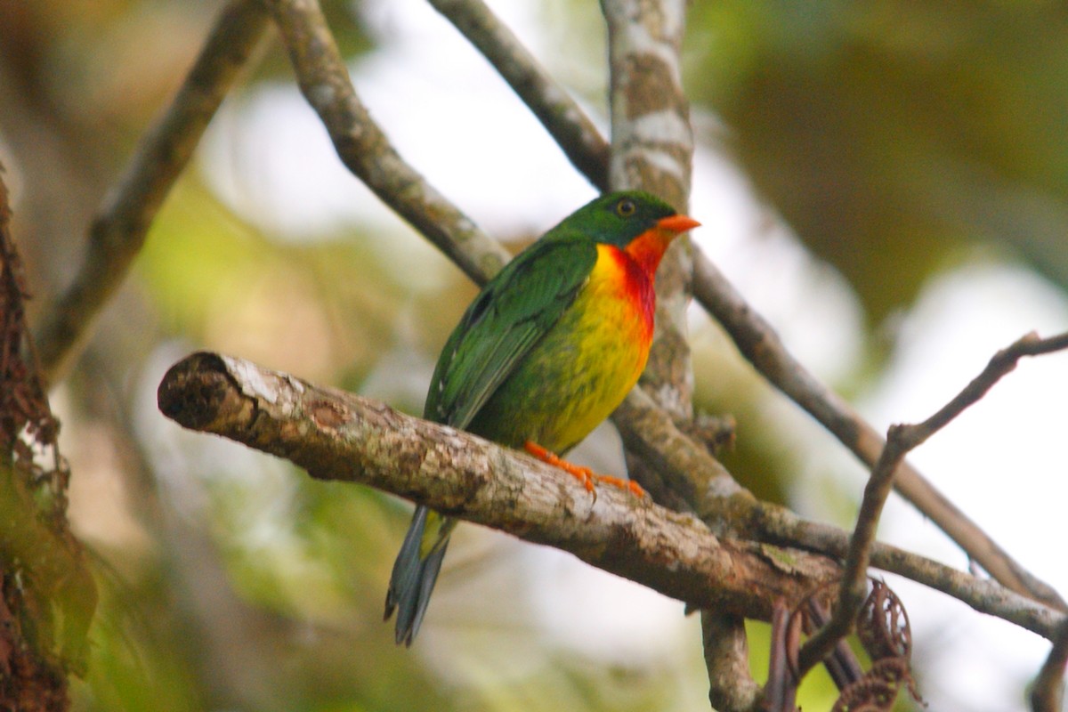 Scarlet-breasted Fruiteater - ML627166718