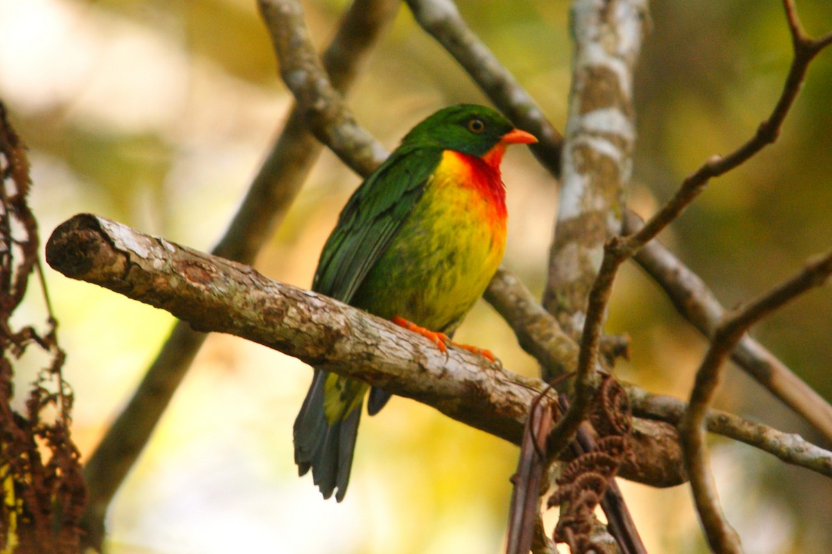 Scarlet-breasted Fruiteater - ML627166720