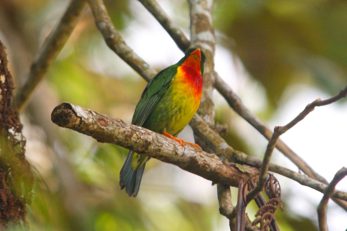 Scarlet-breasted Fruiteater - ML627166721