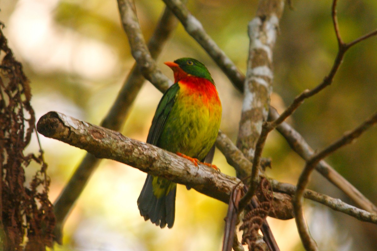 Scarlet-breasted Fruiteater - ML627166722