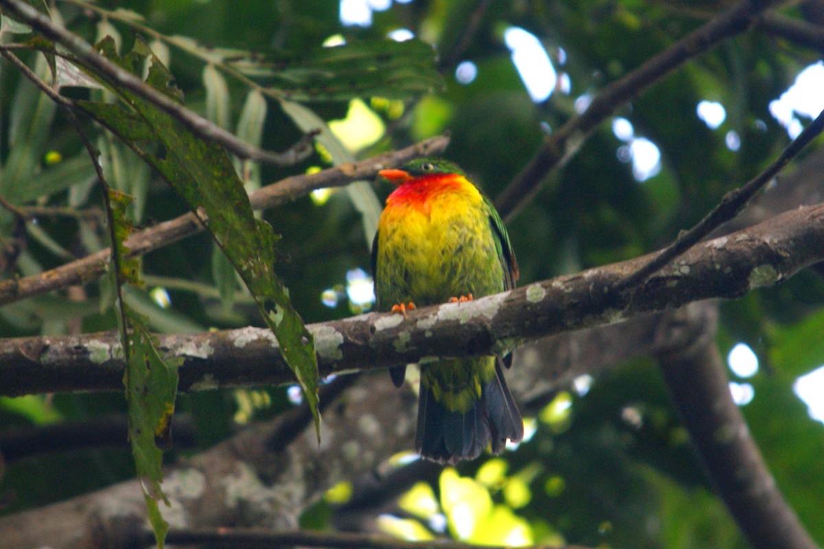 Scarlet-breasted Fruiteater - ML627166734