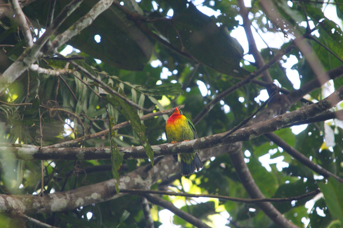 Scarlet-breasted Fruiteater - ML627166735