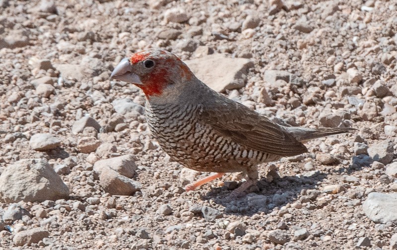 Red-headed Finch - ML627167032
