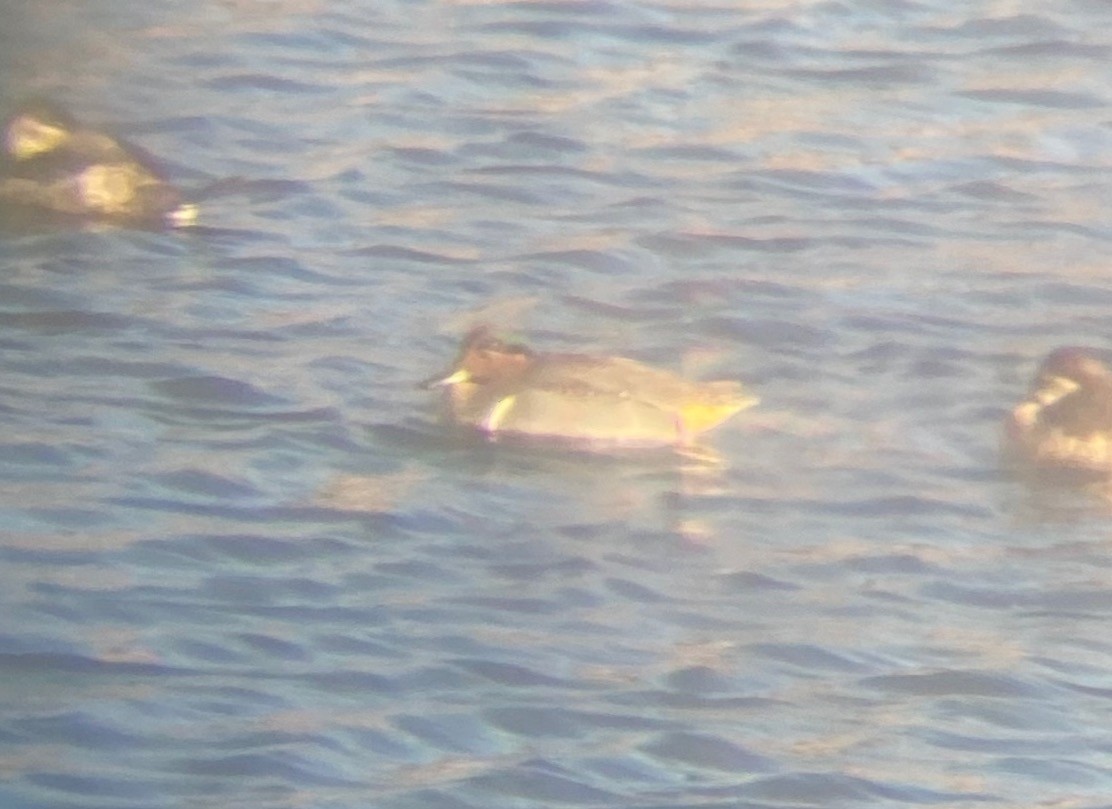 Green-winged Teal - ML627167515