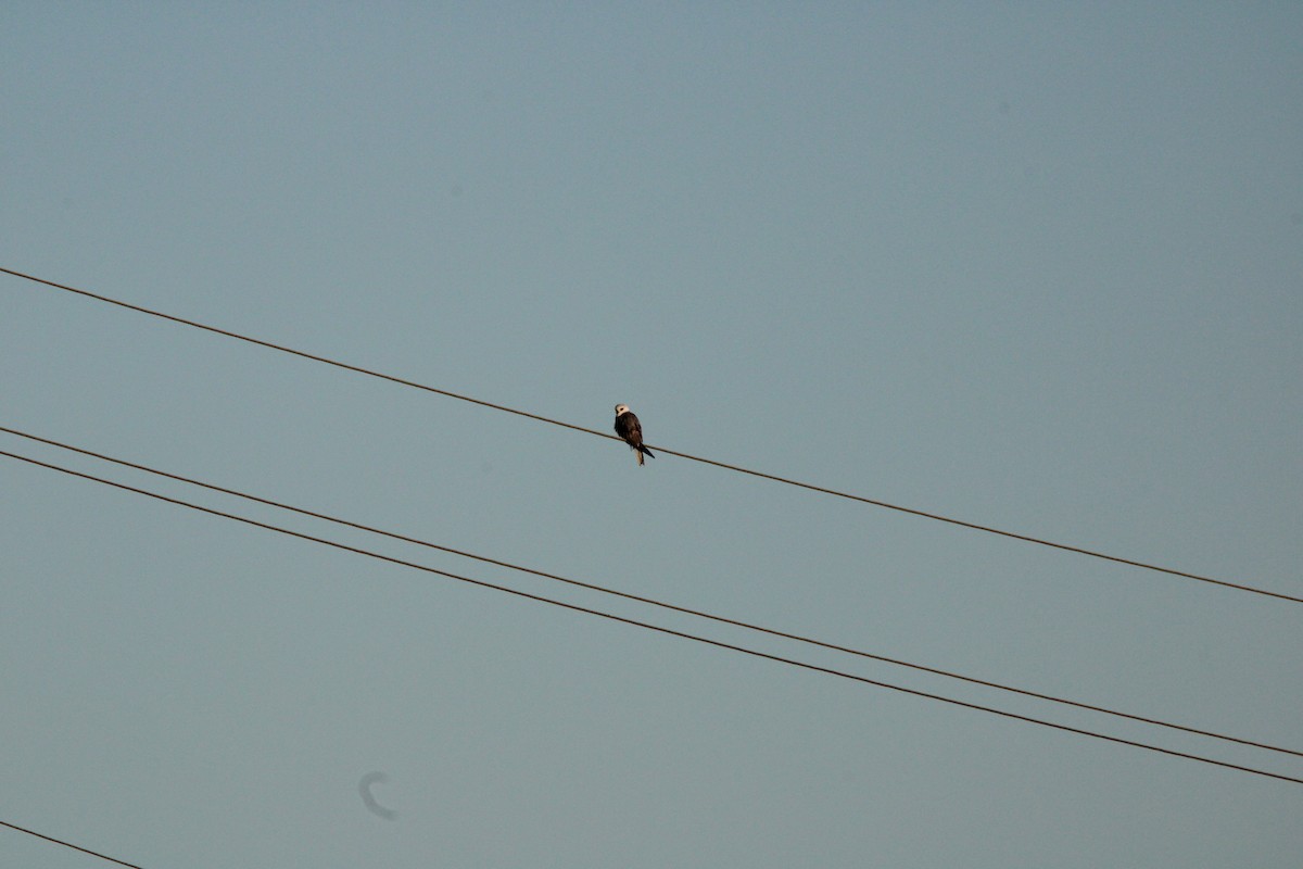 White-tailed Kite - ML627167662