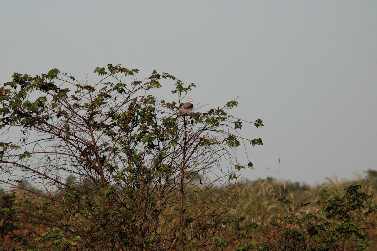 White-tailed Kite - ML627167663