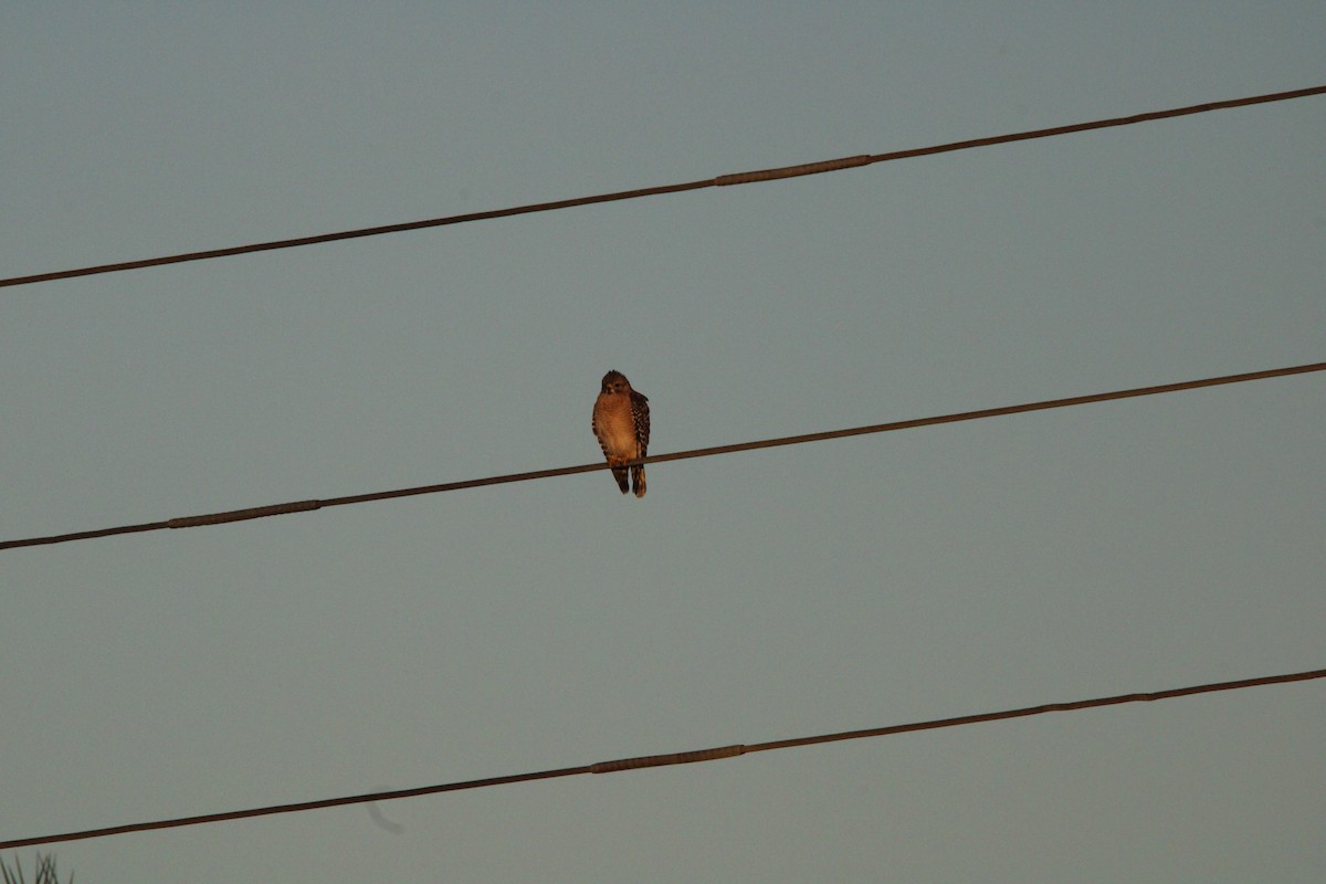 Red-shouldered Hawk - ML627167671