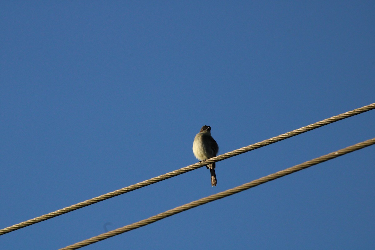 Eastern Phoebe - ML627167693