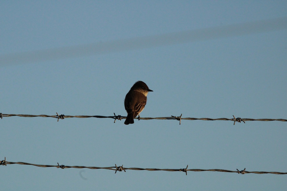 Eastern Phoebe - ML627167694