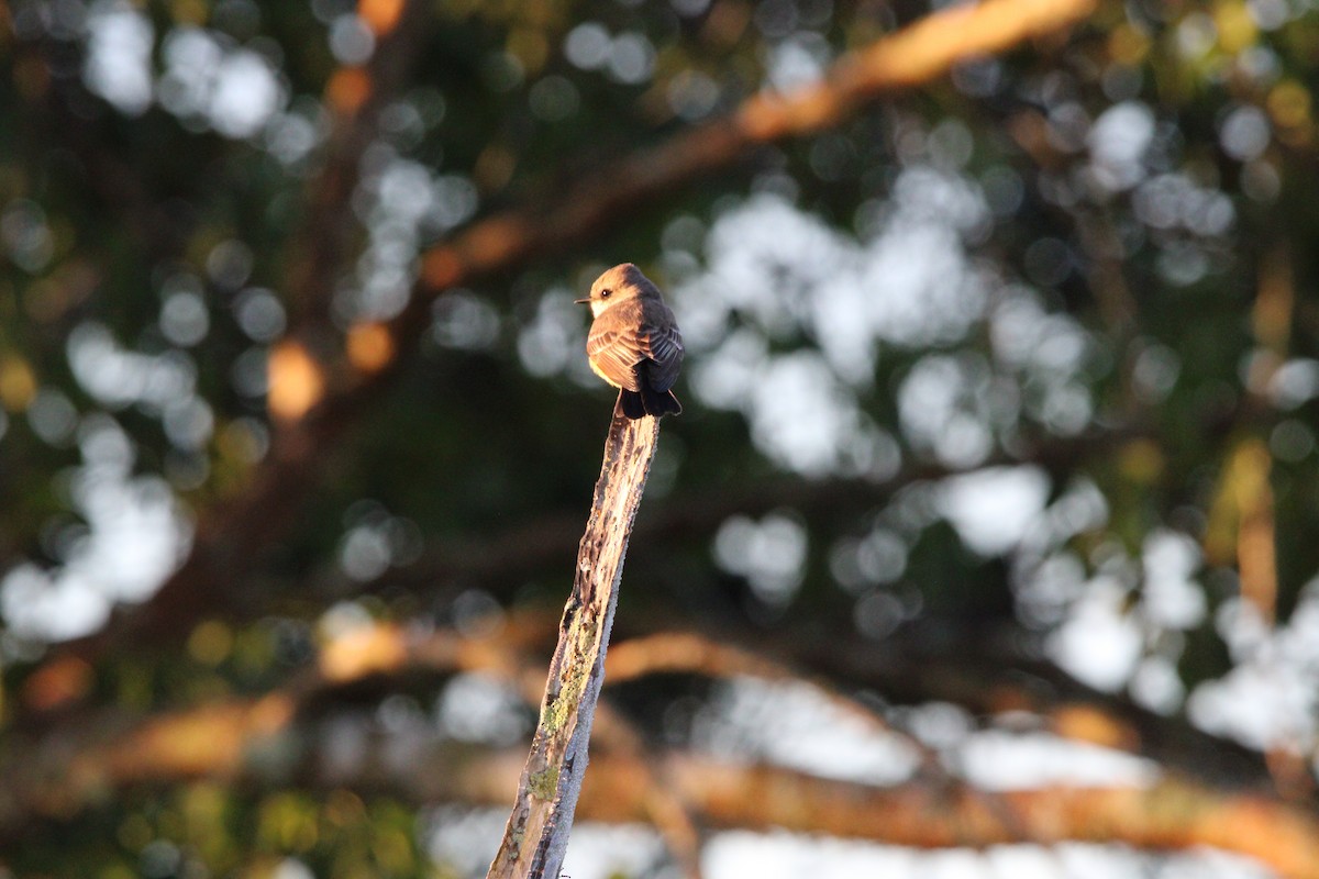 Vermilion Flycatcher - ML627167724