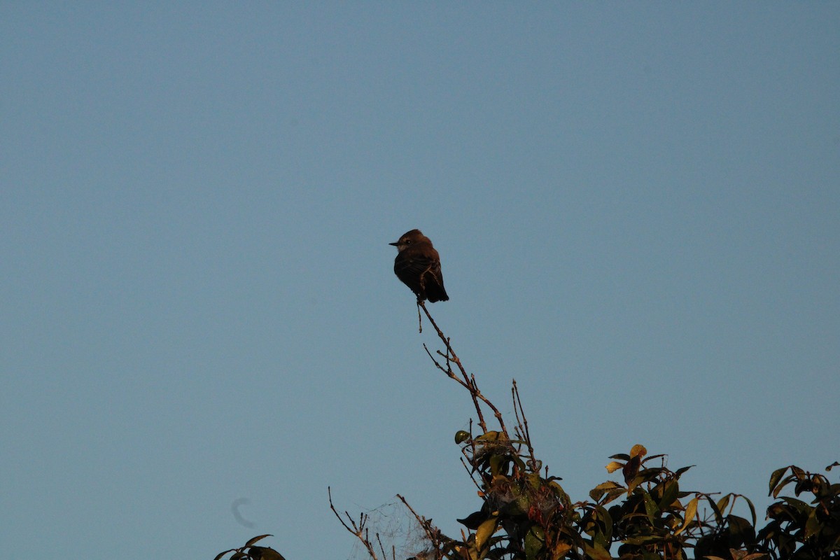 Vermilion Flycatcher - ML627167728