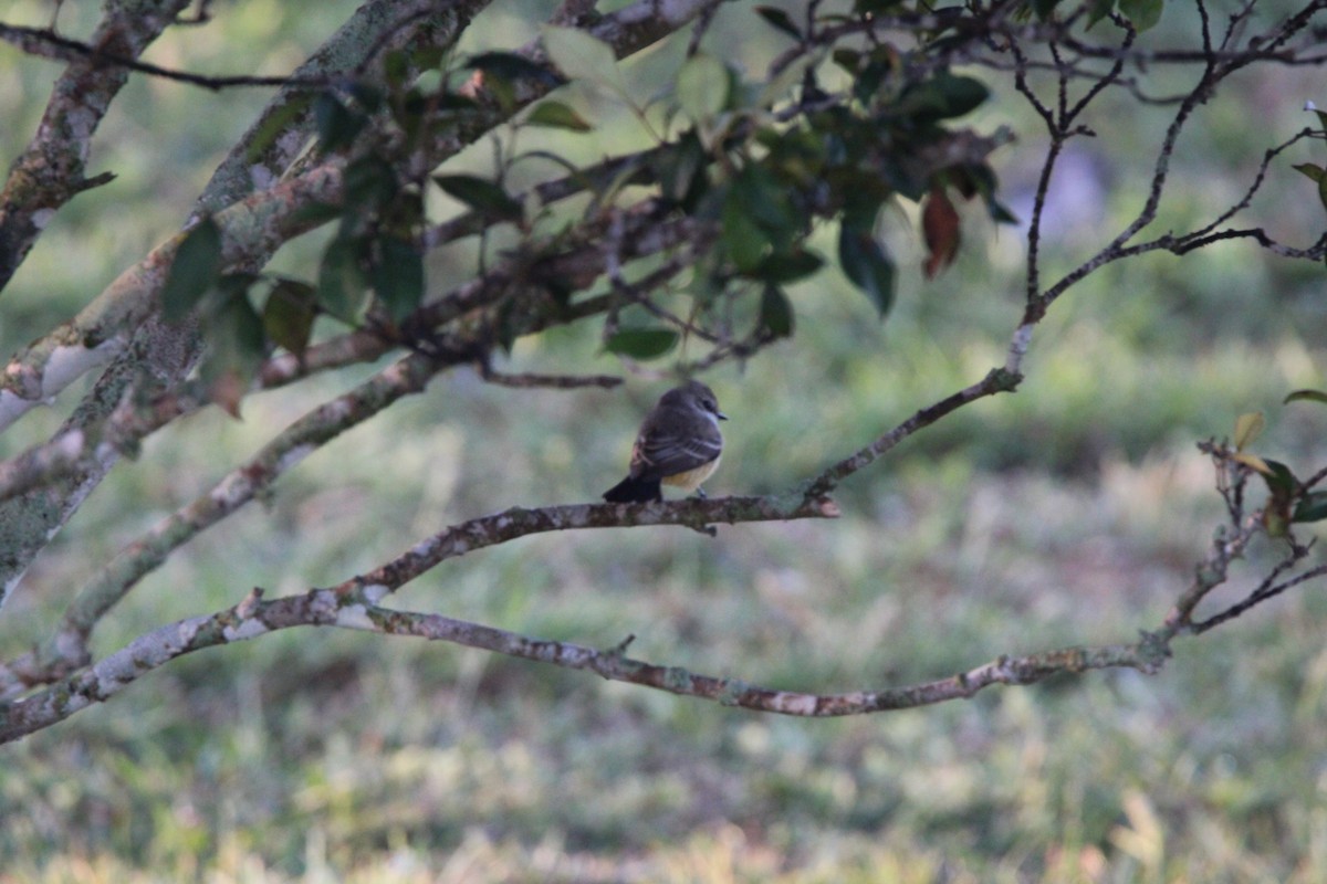 Vermilion Flycatcher - ML627167729