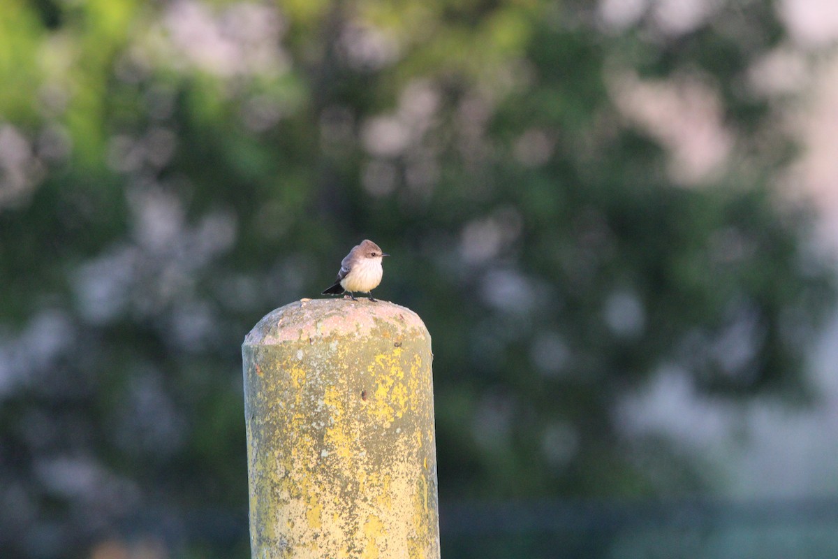 Vermilion Flycatcher - ML627167731