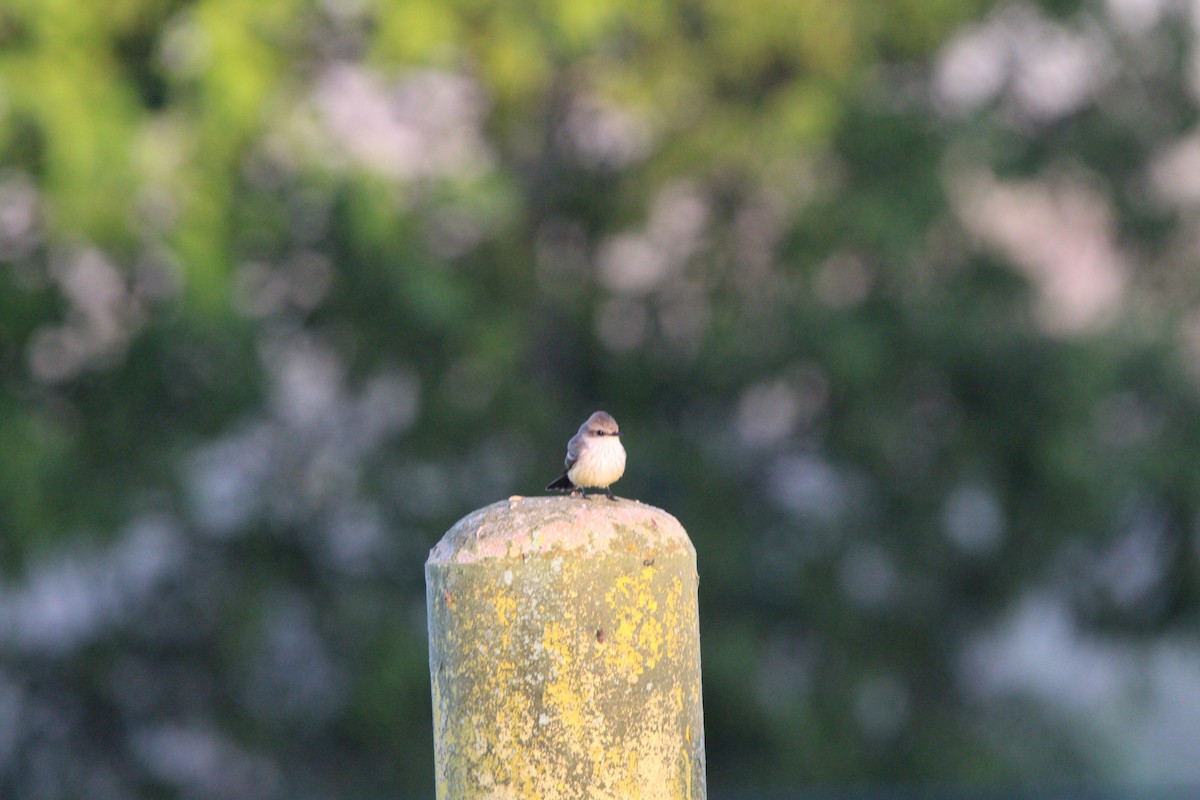 Vermilion Flycatcher - ML627167732