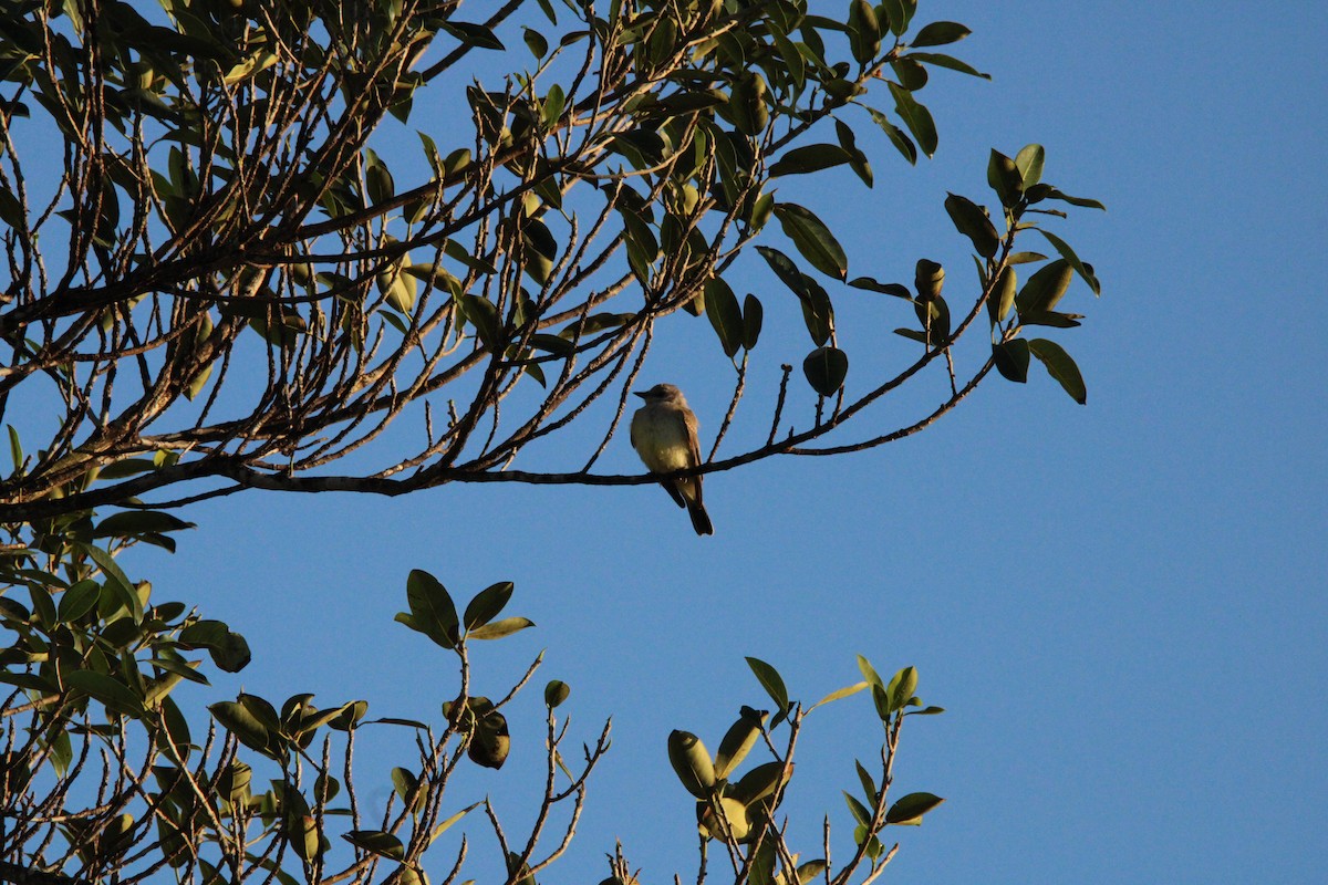 Tropical Kingbird - ML627167740