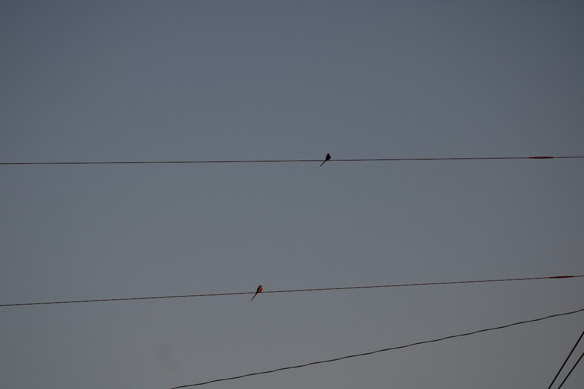 Scissor-tailed Flycatcher - ML627167777