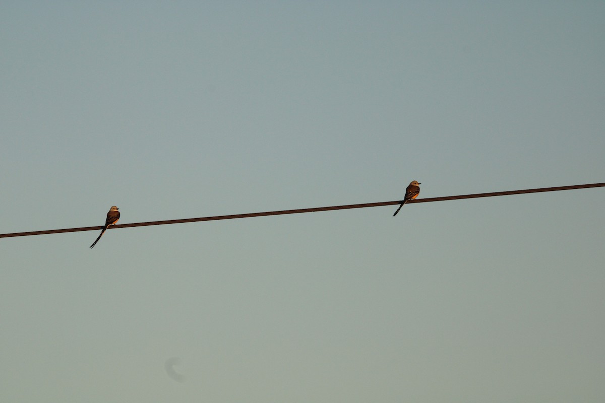 Scissor-tailed Flycatcher - ML627167778