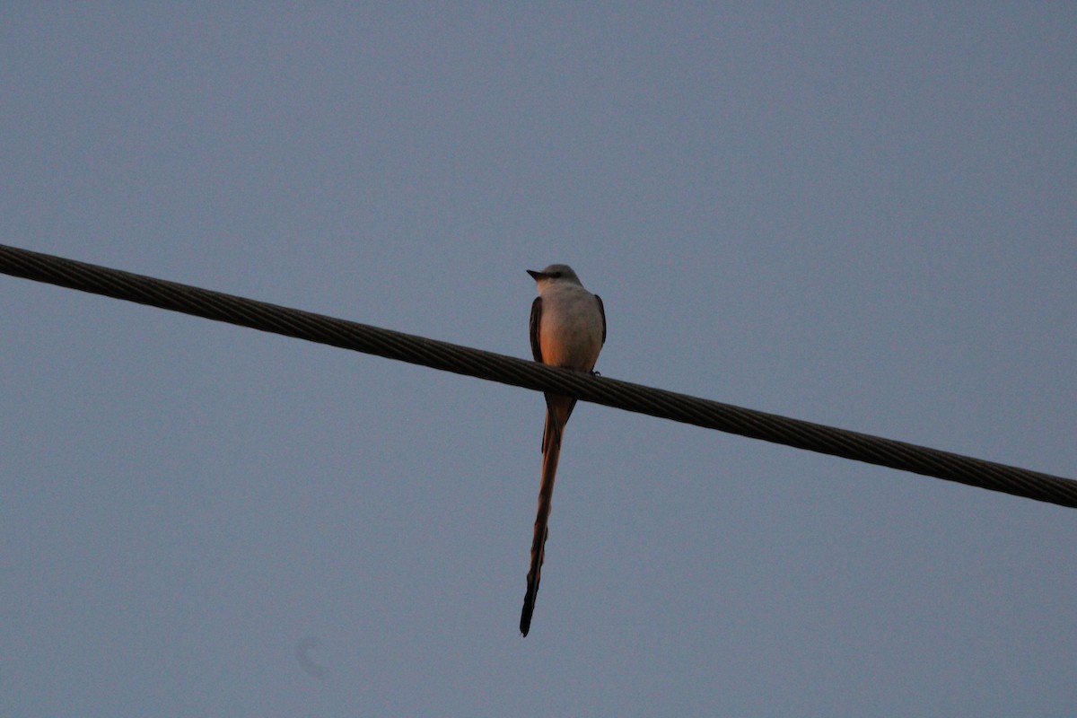 Scissor-tailed Flycatcher - ML627167780