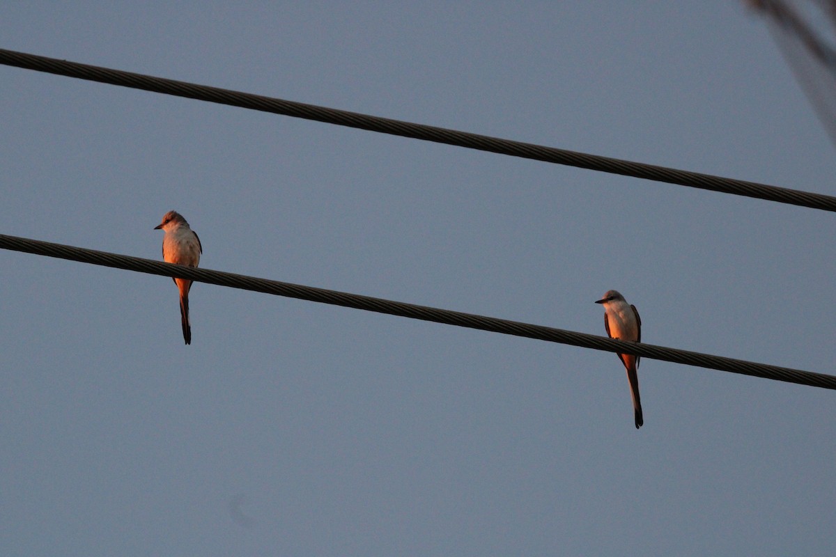 Scissor-tailed Flycatcher - ML627167781