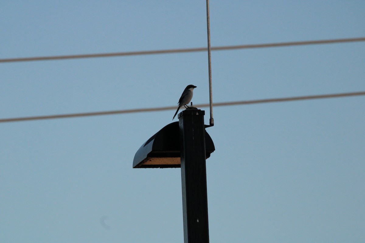 Loggerhead Shrike - ML627167795