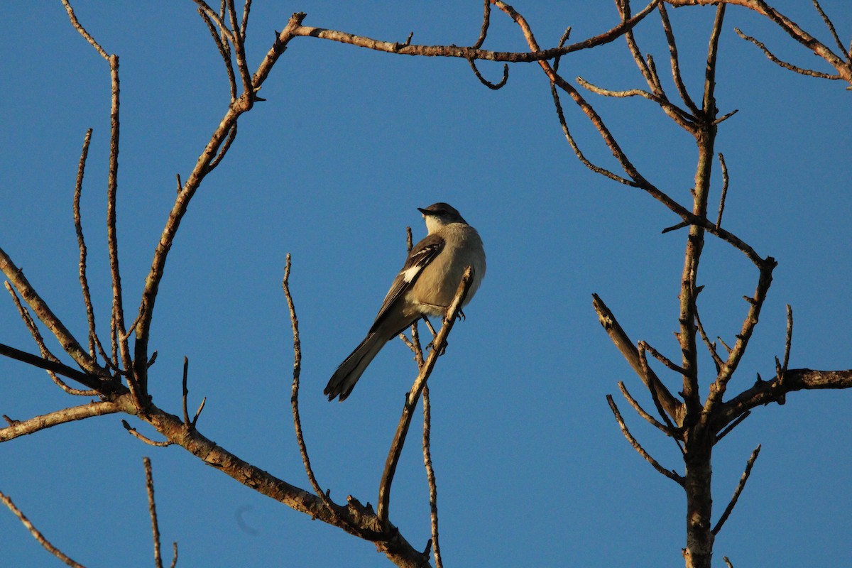 Northern Mockingbird - ML627167803