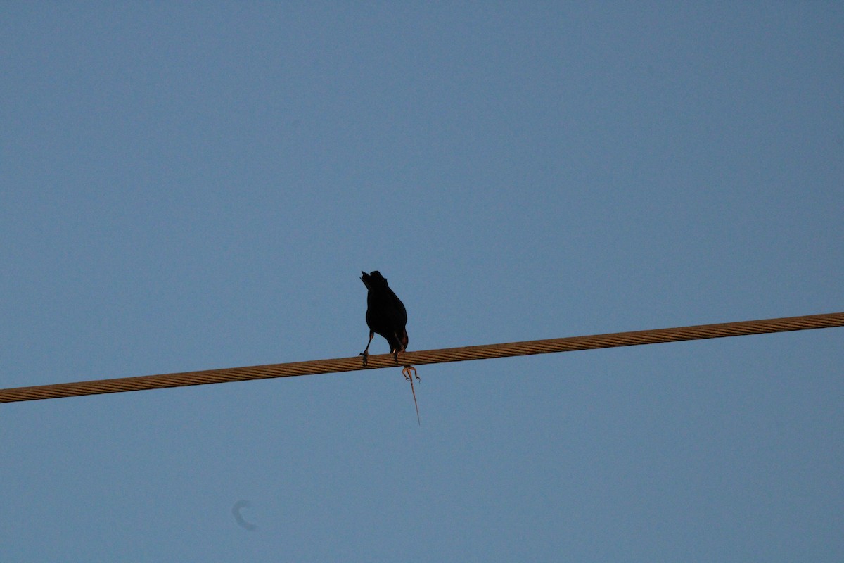 Common Grackle - ML627167817