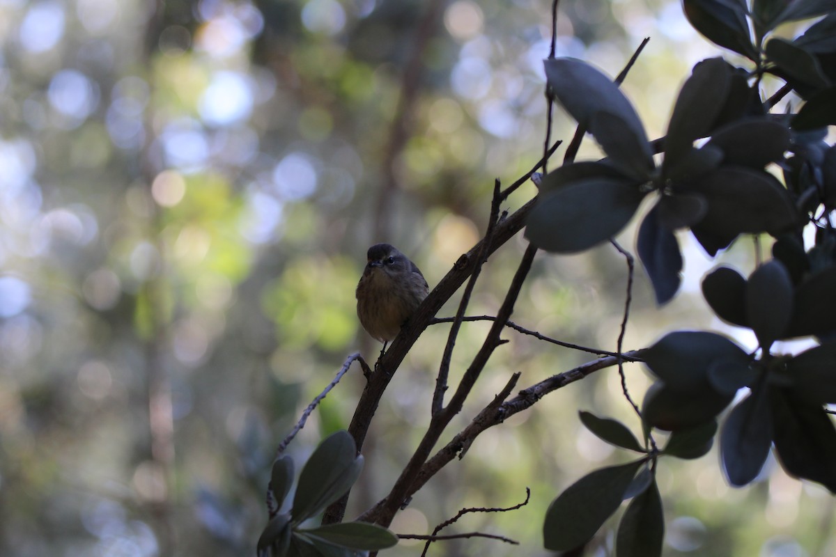 Palm Warbler - ML627167841