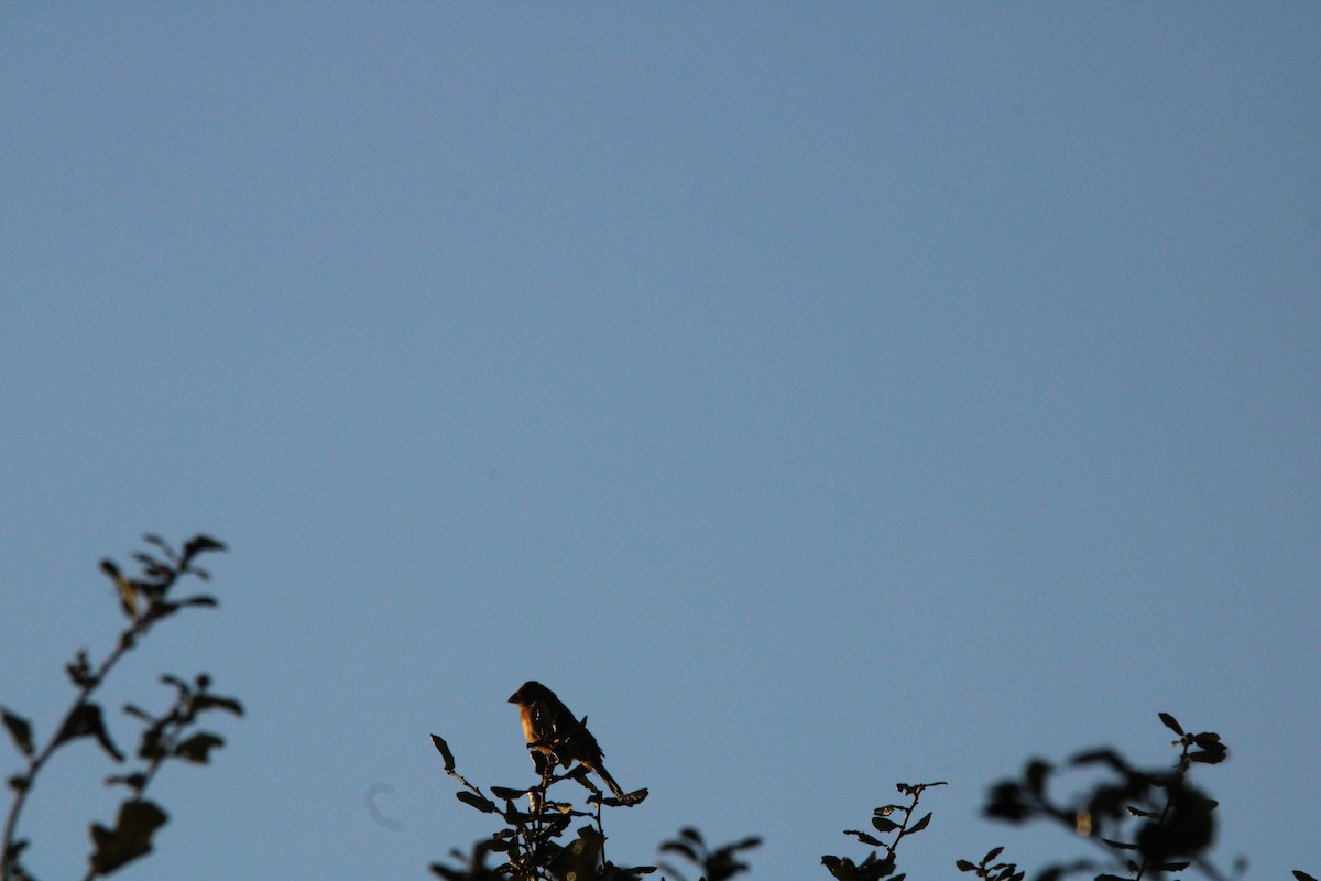 Indigo Bunting - ML627167857