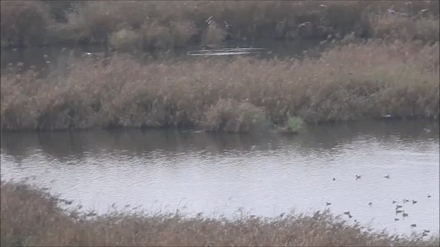 dabbling duck sp. - ML627168049